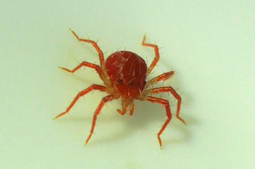 Réf. 292 037 : Anystis sp.